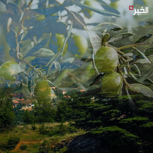 الزيتون والأرز... التهجين ممكن!
